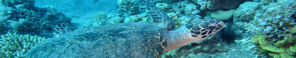 Aqaba turtle diving, dive aqaba